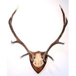 A pair of ten-point reindeer antlers, mounted on a wooden shield-shaped plaque.