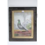 An early 20th century oil painting on board by A. Embleton, of a racing pigeon, titled: “Mr Gerald