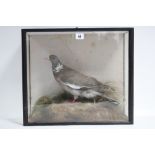 A 1930s taxidermist’s display of a pigeon; bears label: “G.A.G.B First Bird Shot Chattis Hill 9-8-