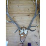 A pair of four point deer antlers, on an
