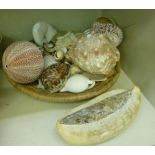 Seashells from various creatures; and a