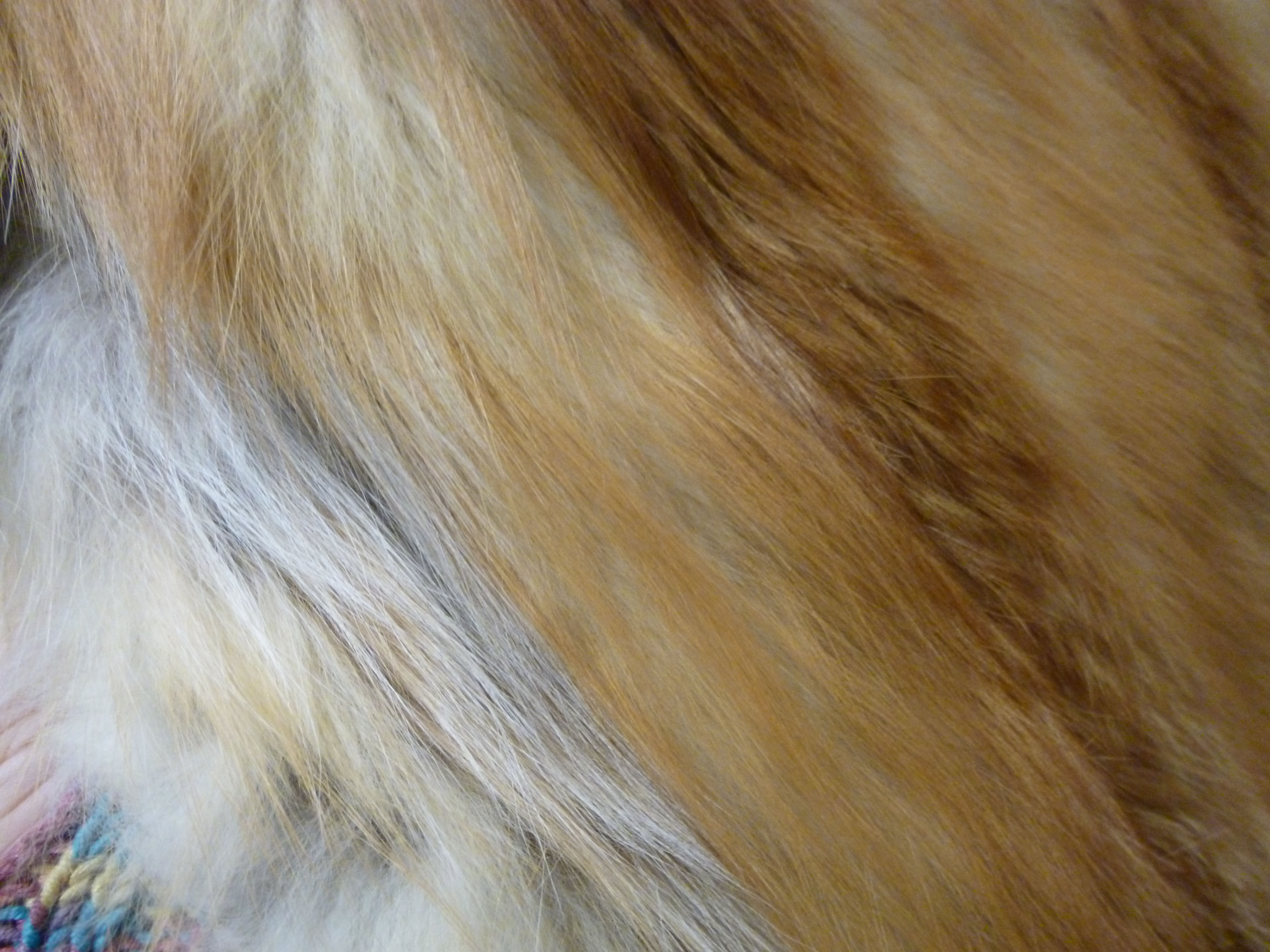 A two tone red fox fur coat with a lapel collar - Image 9 of 10