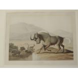 Samuel Daniell The Gnoo This hand-coloured aquatint of a wildebeest is from Samuel Daniell's "