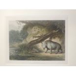 Samuel Daniell The African Hog This hand-coloured aquatint of the "African Hog" is from Samuel