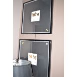 A pair of mounted butterfly specimen pictures, within silver and black coloured frames.