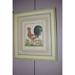 Antique engravings with hand-colouring - "Coq" and "Coq Hupe", by Francois Nicolas Martinet.