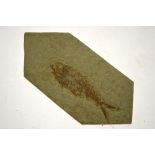 A fish fossil, 8.