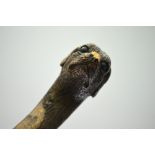 A carved hazel walking stick with carved dog's head pommel and brown glass eyes Condition Report