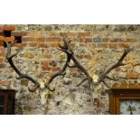 Two red deer stag's heads with fourteen and eleven points (skulls only)