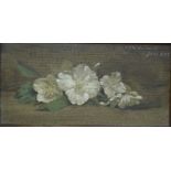 A F W Hayward (1856-1939) - Still life study of white flowers, oil on board,