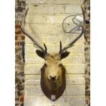 Taxidermy - an antique Scottish Highland stag head with antlers mounted on an oak shield with