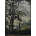 Richard Bolton - Old oaks, watercolour, signed lower left and dated '85,