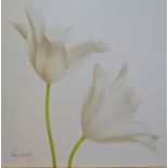 Peter Arnold - Still life study of two lily flowers, print, signed to lower left,