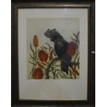 Tiffany McNab - 'Red-tailed black Cockatoo with Banksia', hand-coloured etching, ltd ed 7/150,