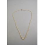 A single row of graduated cultured pearl necklace on a yellow and white metal diamond set snap