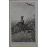 Archibald Thorburn (1860-1935) - Grouse in cover, engraving published 1896 Fine Art Society,