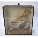 A Victorian cased trio of stuffed birds - Grey plover and two snipe, in naturalistic setting,