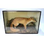 A cased taxidermy fox in a naturalistic setting,