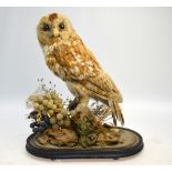 A Victorian stuffed barn owl,