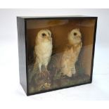 A 19th century cased pair of stuffed barn owls on stumps in naturalistic settings,