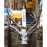 Three pairs of red deer antlers (unmounted)