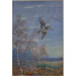 John Baxendale - Woodcock in flight over autumnal trees, watercolour,