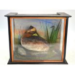 A taxidermy Grebe in naturalistic setting in glazed ebonised cae, 28 cm h. x 35 cm w.