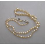 A single row of graduated cultured pearls knotted throughout onto a French white metal snap,