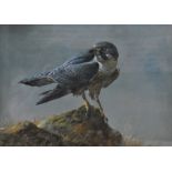 Edwin Penny (b 1930) - 'Peregrine', study of a Peregrine Falcon, watercolour, signed lower left, 36.