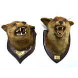 Two stuffed foxes' heads, mounted on shields,