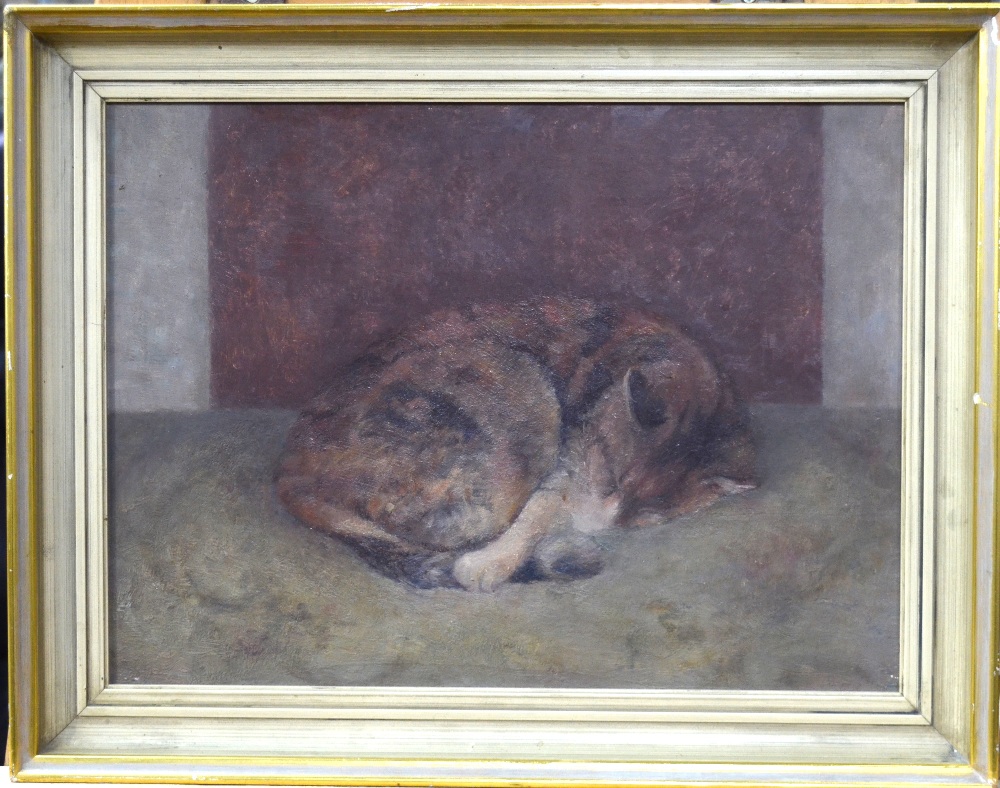 Two cat studies - Irene Sinclair - 'Sleeping tortoiseshell cat', oil on board, - Image 2 of 7