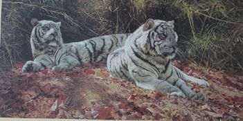 Anthony Gibbs
White tigers, ever watchful
A limited edition print No.