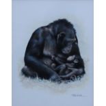 Joel Kirk
A chimpanzee and baby
Watercolour
Signed
21.5 x 16.