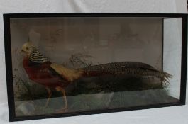 Taxidermy - A golden pheasant with rocks, grasses and ferns in a glass case, 81.5cm wide x 21.