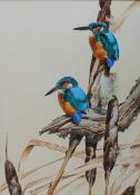 David Ord Kerr
Kingfishers on bullrushes
Watercolour
Signed
41 x 29.
