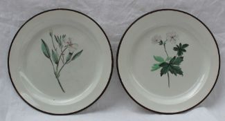 Two Swansea creamware botanical plates,