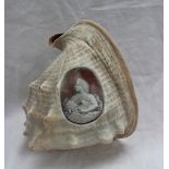 A 19th century cameo carved conch shell depicting the head and shoulders portrait of a maiden