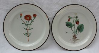 Two Swansea creamware botanical plates,
