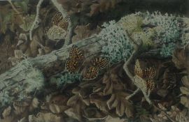 Charles Summers Study of a woodland floor with butterflies Watercolour Signed and dated 1980 15 x