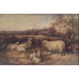 C Jones Sheep in a field Watercolour Signed and dated 1869 33 x 50cm