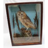 Taxidermy - A barn owl standing on a tree stump, cased, 50.