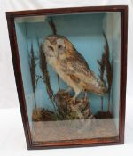 Taxidermy - A barn owl standing on a tree stump, cased, 50.