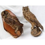 Taxidermy - A tawny owl on a tree branch perch,