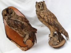Taxidermy - A tawny owl on a tree branch perch,