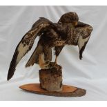 Taxidermy - A buzzard mantling over a weasel, on a tree stump,