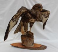 Taxidermy - A buzzard mantling over a weasel, on a tree stump,