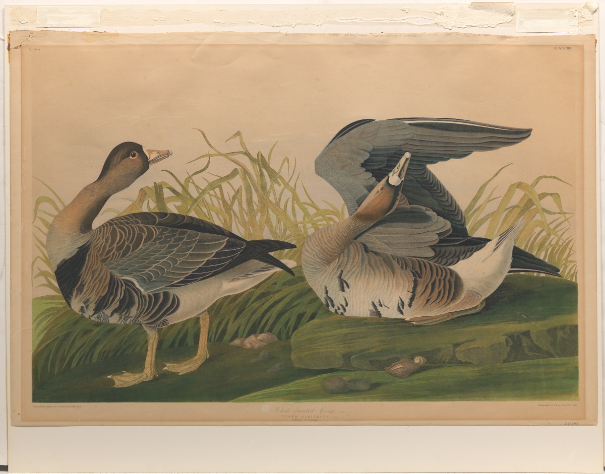 After John James Audubon (American, 1785-1844) - Image 3 of 8