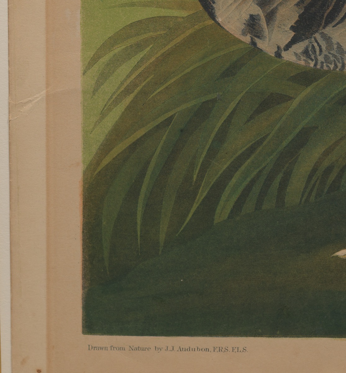 After John James Audubon (American, 1785-1844) - Image 5 of 8