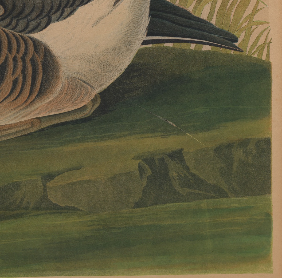 After John James Audubon (American, 1785-1844) - Image 6 of 8