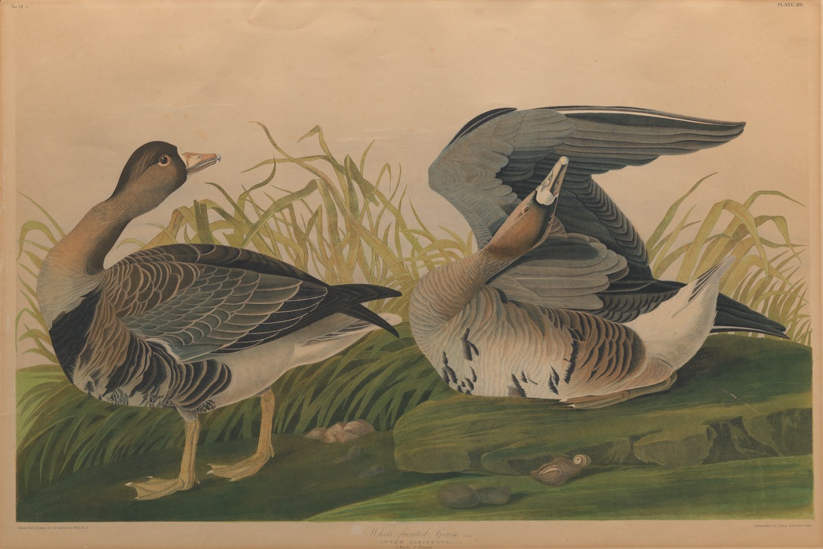 After John James Audubon (American, 1785-1844)